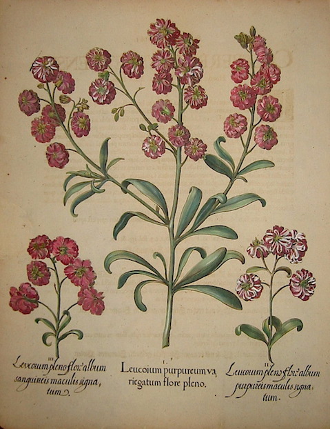 Besler Basilius (1561-1629) Leucoium purpureum variegatum flore pleno... 1613 Norimberga